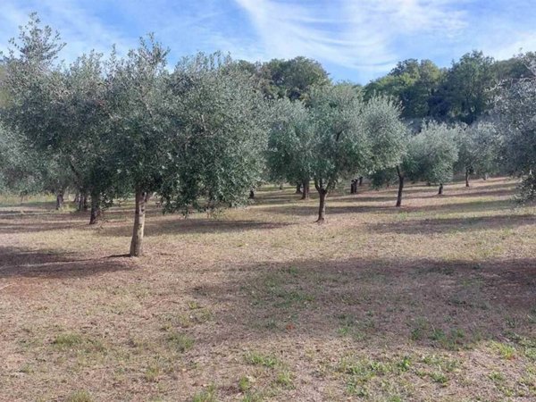 terreno agricolo in vendita a Lanciano in zona Torre Sansone
