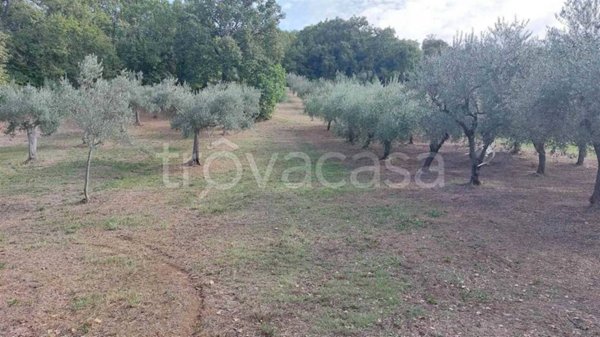 terreno agricolo in vendita a Lanciano in zona Torre Sansone