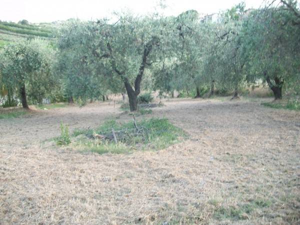terreno agricolo in vendita a Lanciano
