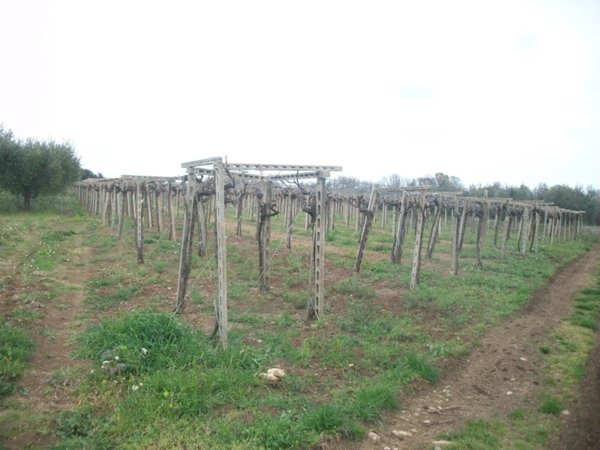 terreno agricolo in vendita a Lanciano