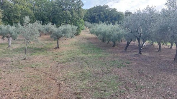 terreno agricolo in vendita a Lanciano in zona Torre Sansone