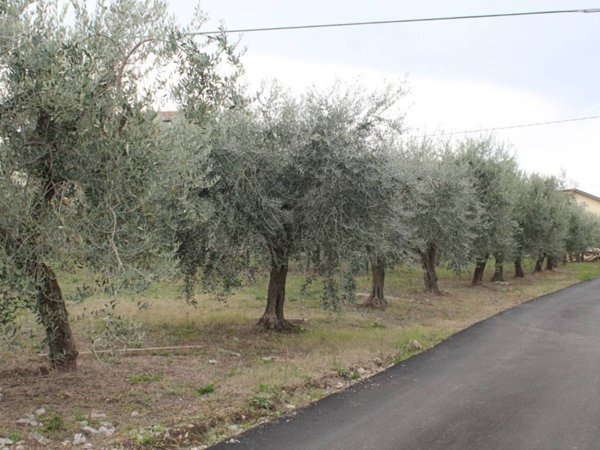 terreno agricolo in vendita a Lanciano in zona Santa Croce