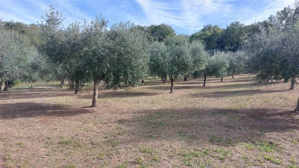 terreno agricolo in vendita a Lanciano in zona Torre Sansone