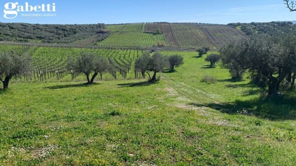azienda agricola in vendita a Lanciano in zona Serre