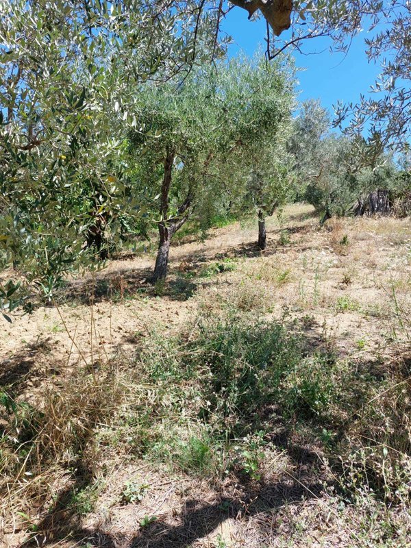 terreno agricolo in vendita a Lanciano in zona Sabbioni