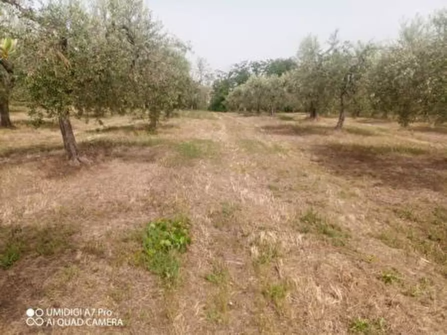 terreno agricolo in vendita a Lanciano in zona Villa Stanazzo