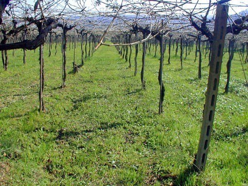 terreno agricolo in vendita a Miglianico in zona Cerreto