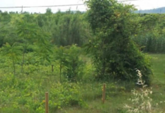 terreno agricolo in vendita a Miglianico in zona Cerreto