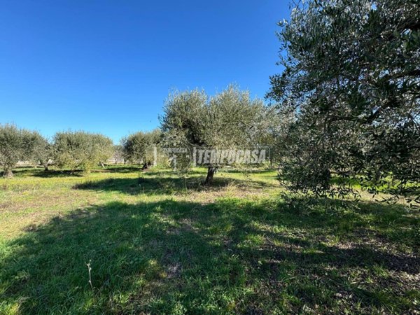 terreno agricolo in vendita a Miglianico
