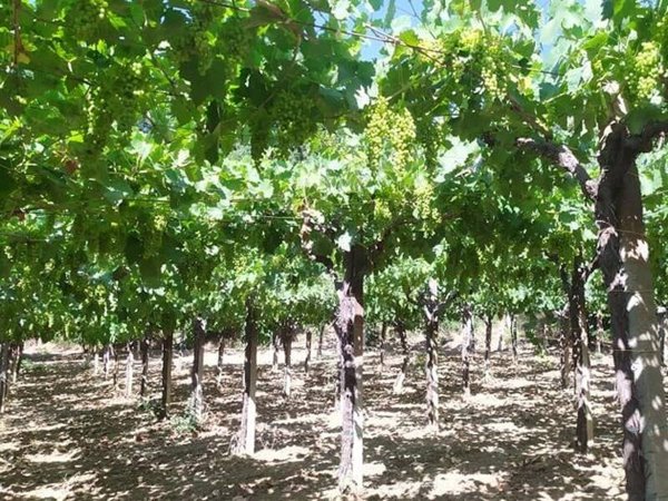 terreno agricolo in vendita a Miglianico