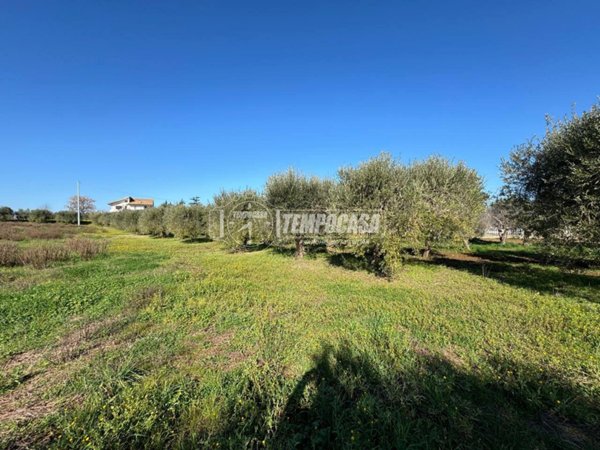 terreno agricolo in vendita a Miglianico