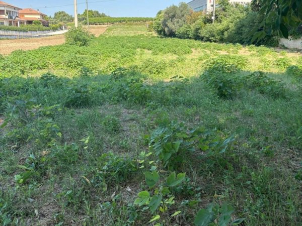 terreno agricolo in vendita a Miglianico
