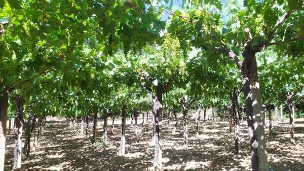 terreno agricolo in vendita a Miglianico
