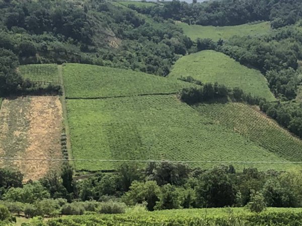 terreno agricolo in vendita a Miglianico