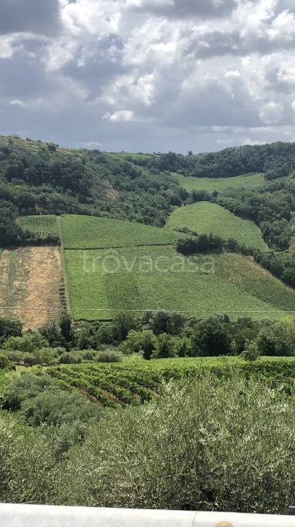 azienda agricola in vendita a Miglianico