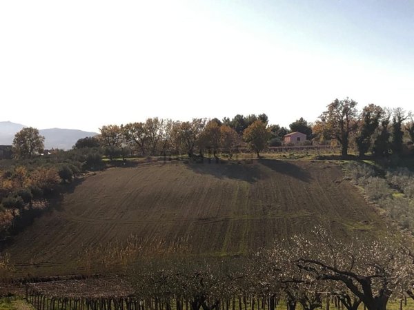 terreno agricolo in vendita a Mozzagrogna
