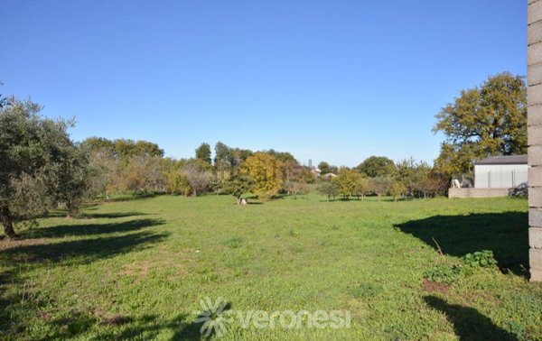 terreno agricolo in vendita a Mozzagrogna