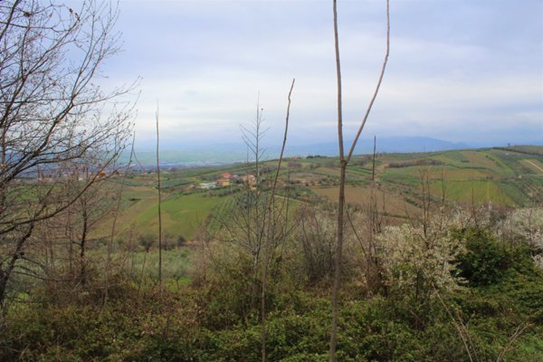 terreno agricolo in vendita a Mozzagrogna