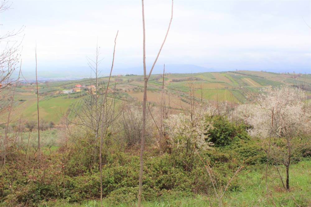 terreno agricolo in vendita a Mozzagrogna