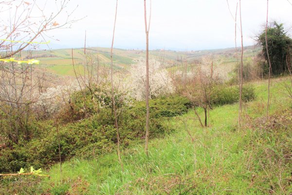 terreno agricolo in vendita a Mozzagrogna in zona Villa Romagnoli