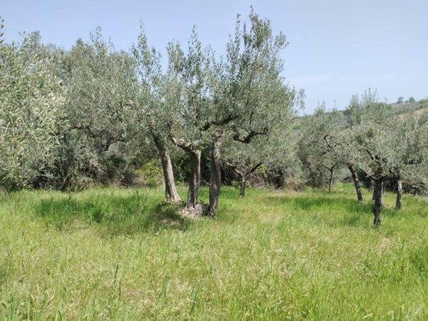terreno agricolo in vendita a Mozzagrogna in zona Lucianetti