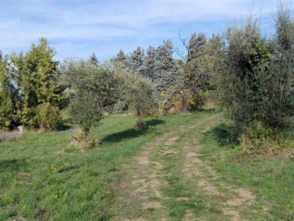 terreno agricolo in vendita ad Orsogna