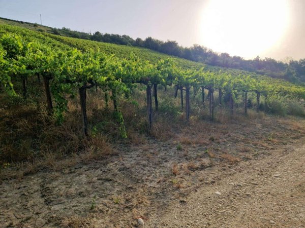 terreno agricolo in vendita ad Orsogna in zona Coste di Moro