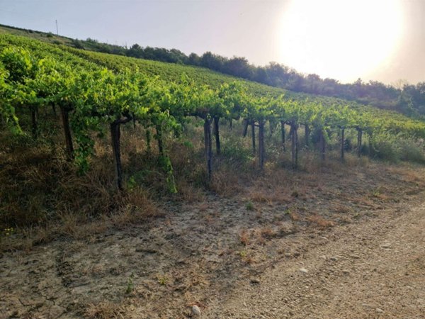 terreno agricolo in vendita ad Orsogna