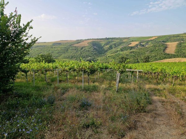 terreno agricolo in vendita ad Orsogna