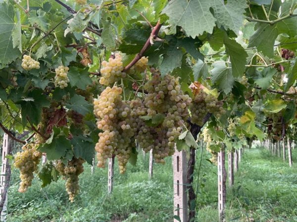 terreno agricolo in vendita ad Ortona in zona San Pietro