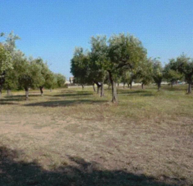 terreno agricolo in vendita ad Ortona