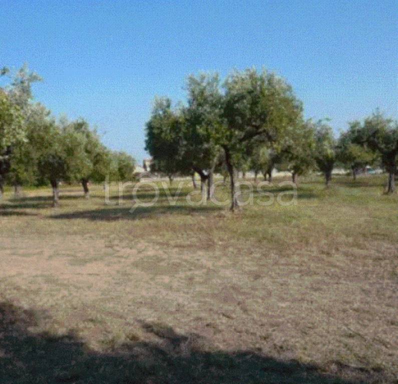 terreno agricolo in vendita ad Ortona