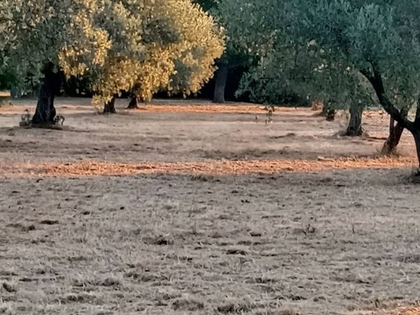 casa indipendente in vendita ad Ortona