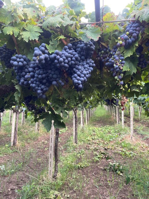 casa indipendente in vendita ad Ortona in zona San Pietro