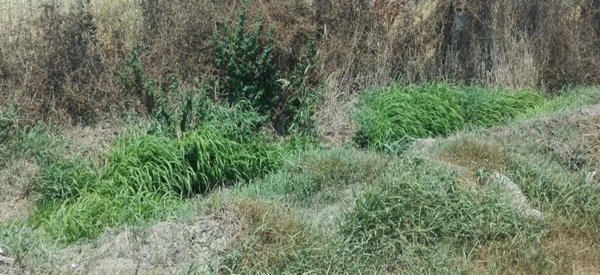 terreno agricolo in vendita ad Ortona in zona Cappellini