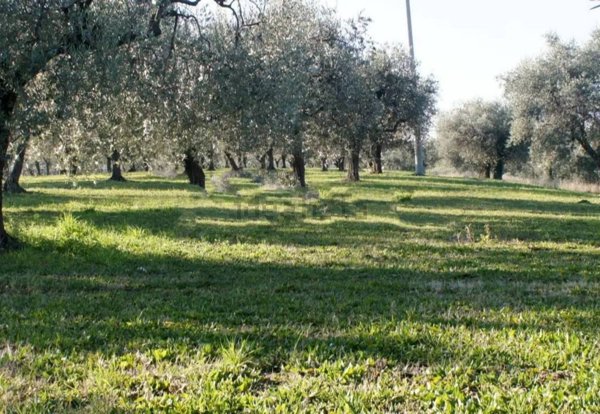 quadrivano in vendita ad Ortona in zona Cappellini