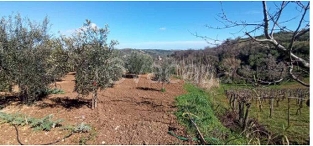 terreno agricolo in vendita ad Ortona