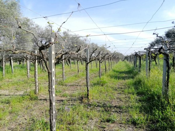 terreno agricolo in vendita ad Ortona