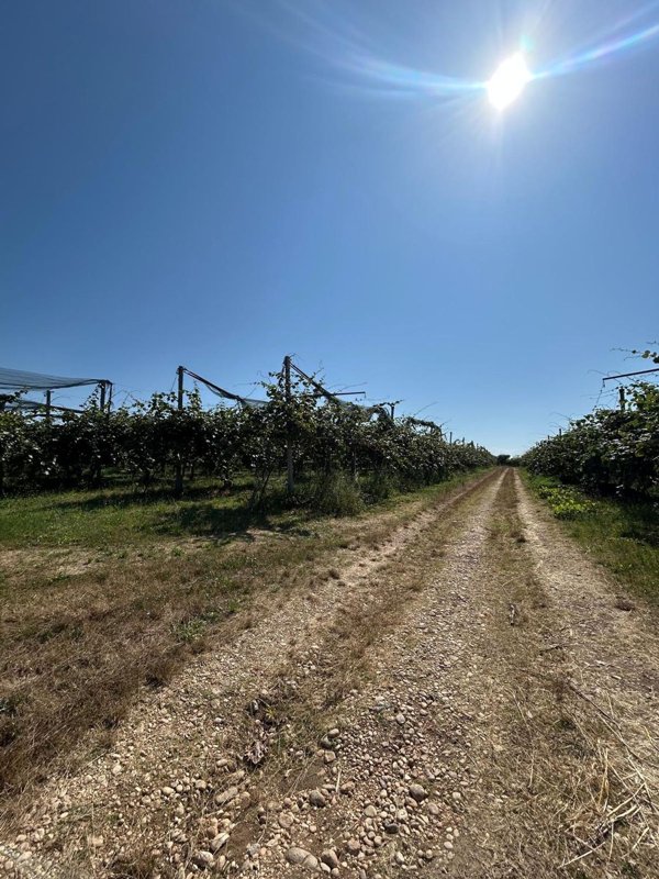 terreno agricolo in vendita ad Ortona in zona Aquilano