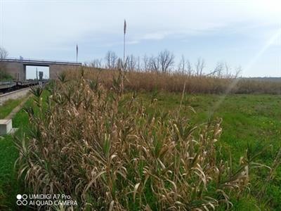 terreno agricolo in vendita a Paglieta