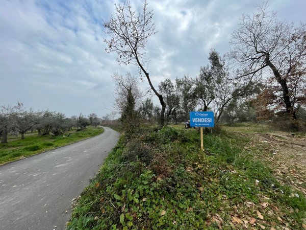terreno agricolo in vendita a Paglieta