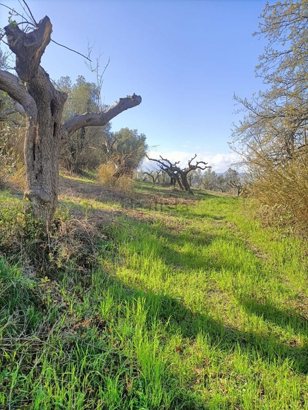 terreno agricolo in vendita a Paglieta