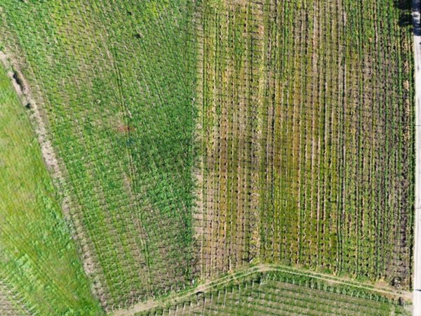 terreno agricolo in vendita a Paglieta