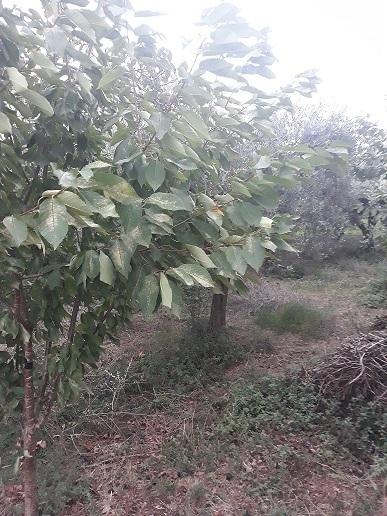 monolocale in vendita a Poggiofiorito