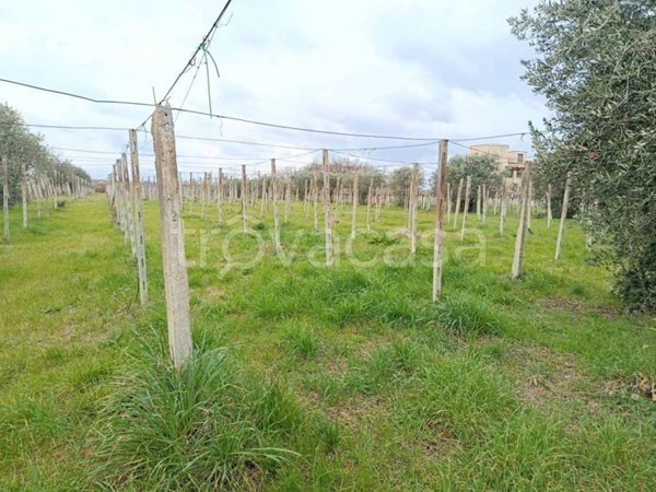 terreno agricolo in vendita a Poggiofiorito
