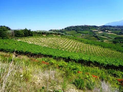 terreno agricolo in vendita a Ripa Teatina in zona Casale