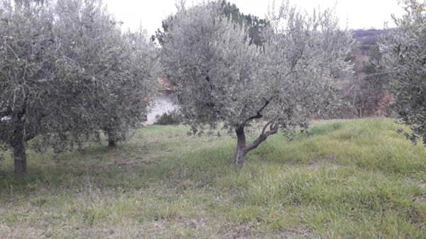 casa indipendente in vendita a Roccamontepiano