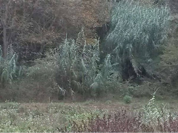 terreno agricolo in vendita a Rocca San Giovanni