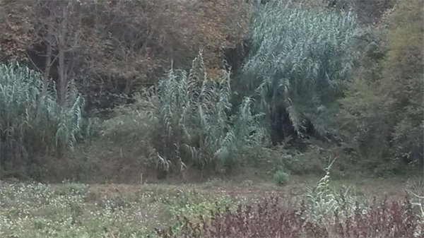 terreno agricolo in vendita a Rocca San Giovanni