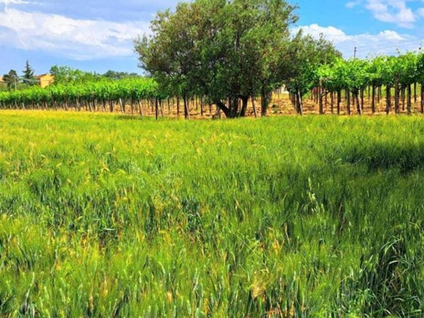 terreno agricolo in vendita a Rocca San Giovanni